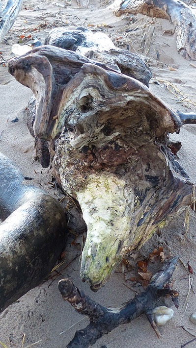 Driftwood2